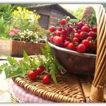 Pomodori Ciliegini – Crescita spontanea, Fontaneto D’Agogna 2016